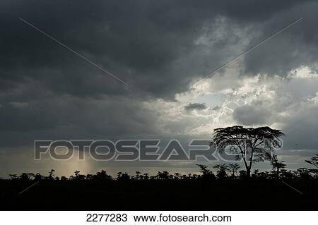 Stock Image - Silhoutte of trees and bushes in front of stormy clouds, Ol Pejeta Conservancy; Kenya. Fotosearch