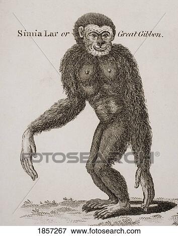 Simia Lar, Great Gibbon. Engraved By Barlow, 18Th Century. View Large Photo Image Stock Photo - Simia Lar, Great Gibbon. Engraved By Barlow, 18Th Century.. Fotosearch