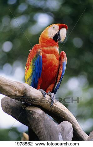 Stock Image - Singapore, Jurang Bird Park, Red Macaw On Branch.. Fotosearch