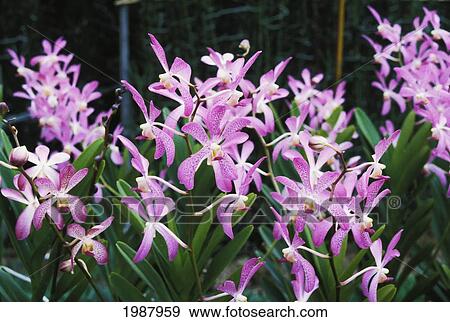 Stock Photo - Singapore, Purple Speckled Orchid Flowers In A Greenhouse. Fotosearch
