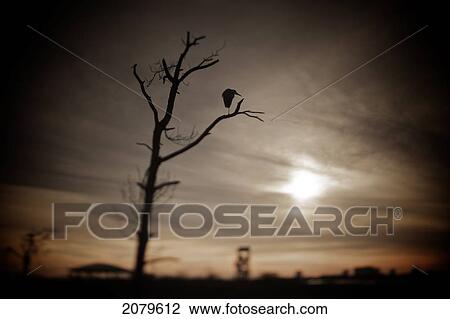 Stock Image - Single Bird Resting In A Tree At Big Lagoon State Park, Pensacola, Florida. Fotosearch
