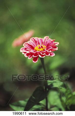 Stock Image - Single Bright Pink Zinnia With Yellow Center, Close-Up. Fotosearch