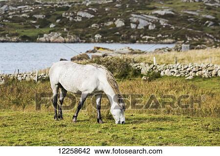 Stock Image - Single horse grazzing in grassy field with the bay in the distance and a rocky hillside in background; Omey Island, County Galway, Ireland. Fotosearch