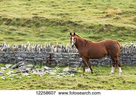 Single horse in a grassy field with rocks and stone fence; Kilkee, County Clare, Ireland View Large Photo Image Stock Photo - Single horse in a grassy field with rocks and stone fence; Kilkee, County Clare, Ireland. Fotosearch