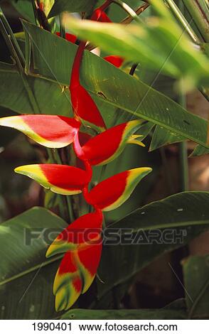 Stock Image - Single Lobster Claw, Helicornia, Red With Green Tips. Fotosearch