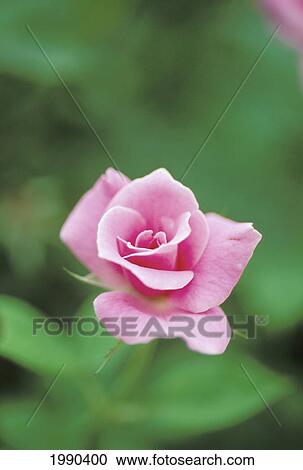 Single Perfect Pink Rose, Partway Open, Soft Focus View Large Photo Image Stock Image - Single Perfect Pink Rose, Partway Open, Soft Focus. Fotosearch