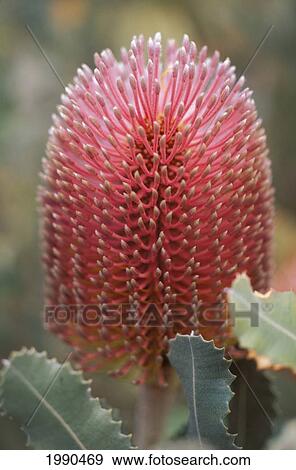 Single Pink Banksia Protea View Large Photo Image Stock Photo - Single Pink Banksia Protea. Fotosearch