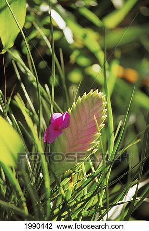 Single Pink Bromeliad With Green Tips, Growing In Field Of Grass View Large Photo Image Stock Image - Single Pink Bromeliad With Green Tips, Growing In Field Of Grass. Fotosearch