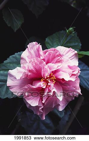 Stock Image - Single Pink Hybrid Hibiscus Blossom On Plant, Close-Up. Fotosearch