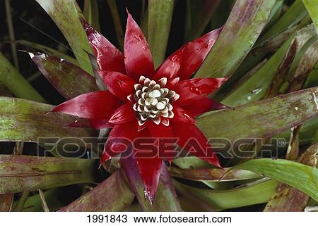 Stock Image - Single Red Bromeliad, Closeup Of Blossom And Plant. Fotosearch