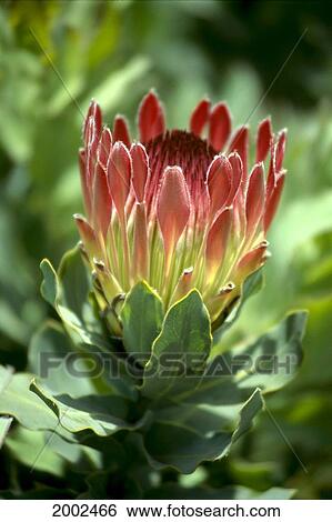 Stock Photograph - Single Red Duchess Protea Flower Opening On Stem, Close-Up Side View. Fotosearch
