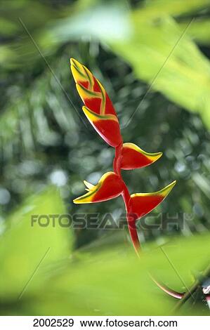 Single Red Heliconia Flower On Plant, Green Leaves View Large Photo Image Stock Photo - Single Red Heliconia Flower On Plant, Green Leaves. Fotosearch