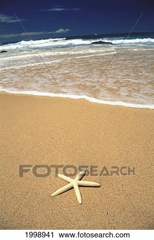Stock Image - Single Starfish On Beach B2035. Fotosearch