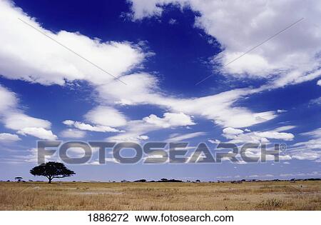 Stock Image - Single Tree On Serengeti Plains. Fotosearch