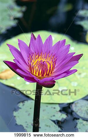 Stock Photography - Single Water Lily Blossom On Plant, Lily Pad With Water Droplets Atop C1655. Fotosearch