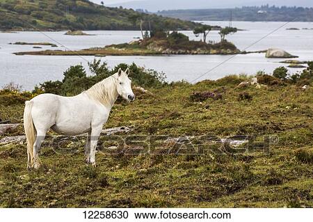 Single white horse in scrubby field with bay and island in background; Clifden, County Galway, Ireland View Large Photo Image Stock Image - Single white horse in scrubby field with bay and island in background; Clifden, County Galway, Ireland. Fotosearch