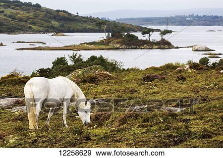 Stock Photo - Single white horse in scrubby field with bay and island in background; Clifden, County Galway, Ireland. Fotosearch