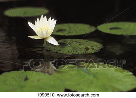 Stock Image - Single White Water Lily With Yellow Center Among Green Lily Pads. Fotosearch