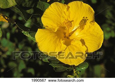 Stock Photo - Single Yellow Hibiscus On Plant With Shadows, Green Leaves, Close-Up. Fotosearch