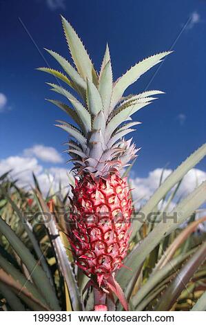 Stock Image - Single Young Red Pineapple On Plant, Close-Up In Field, Blue Sky. Fotosearch