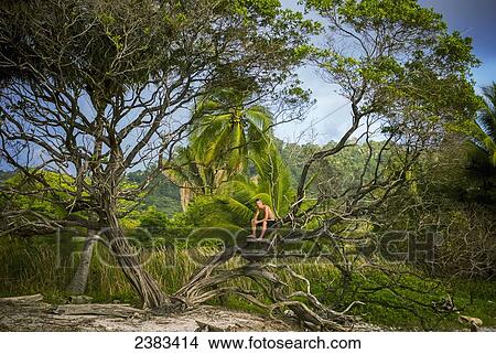 Picture - Sitting in a tree on the beach; Costa Rica. Fotosearch