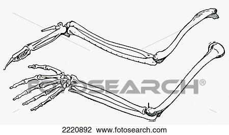 Skeleton Of A Bird's Wing And Of A Man's Arm And Hand, Drawn To The Same Scale. From The Strand Magazine Published 1897. View Large Photo Image Stock Image - Skeleton Of A Bird's Wing And Of A Man's Arm And Hand, Drawn To The Same Scale. From The Strand Magazine Published 1897.. Fotosearch