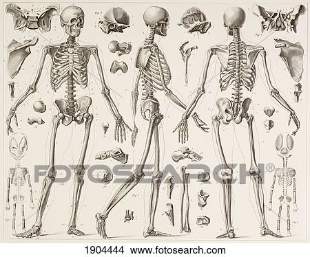 Picture - Skeleton Of A Fully Grown Human, After A 19Th Century Print.. Fotosearch