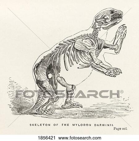 Skeleton Of Mylodon Darwinii From The Book Journal Of Researches By Charles Darwin Also Known As Darwin's Journal Of A Voyage Around The World Published 1890 View Large Photo Image Stock Image - Skeleton Of Mylodon Darwinii From The Book Journal Of Researches By Charles Darwin Also Known As Darwin's Journal Of A Voyage Around The World Published 1890. Fotosearch
