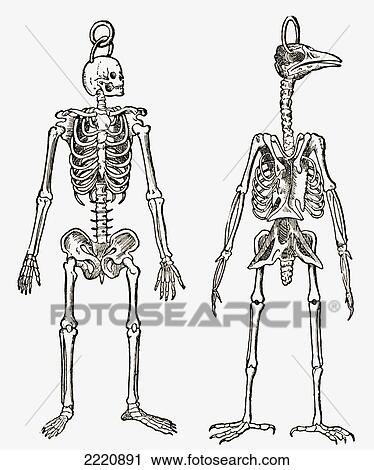 Skeletons Of A Man And A Bird Drawn To The Same Scale. From The Strand Magazine Published 1897. View Large Photo Image Stock Image - Skeletons Of A Man And A Bird Drawn To The Same Scale. From The Strand Magazine Published 1897.. Fotosearch