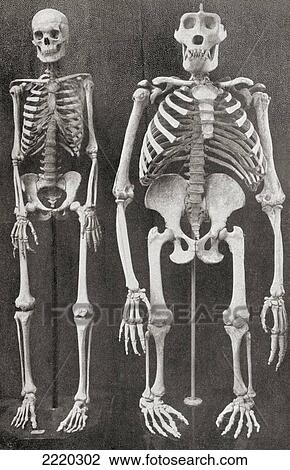 Skeletons Of Man, Left, And Gorilla, Right. From The Living Animals Of The World, Published C. 1900. View Large Photo Image Stock Image - Skeletons Of Man, Left, And Gorilla, Right. From The Living Animals Of The World, Published C. 1900.. Fotosearch