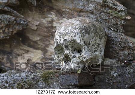 Stock Image - Skulls on a wooden coffin, Kete Kesu, Toraja Land, South Sulawesi, Indonesia. Fotosearch