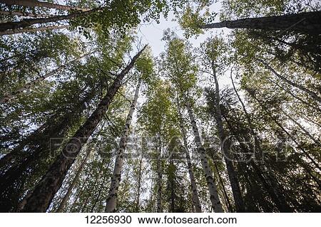 Skyward view of tree canopy, Chena Lake Recreation Area, Interior Alaska View Large Photo Image Stock Image - Skyward view of tree canopy, Chena Lake Recreation Area, Interior Alaska. Fotosearch