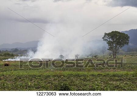 Stock Image - Slash and burn farming in the Baliem Valley, Central Highlands of Western New Guinea, Papua, Indonesia. Fotosearch