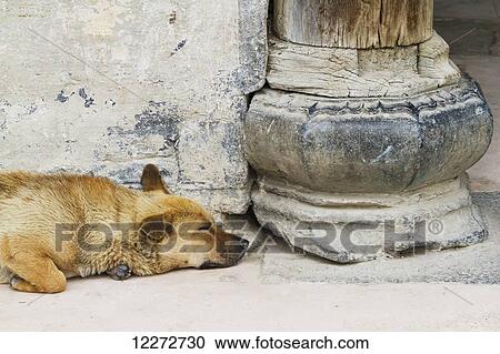 Stock Image - Sleeping dog, Hongcun, Anhui, China. Fotosearch