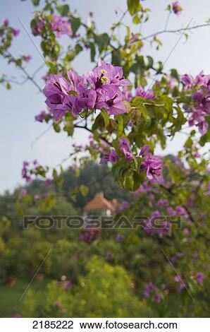 Slovenia, Botanic Garden; Ljubljana View Large Photo Image Stock Image - Slovenia, Botanic Garden; Ljubljana. Fotosearch