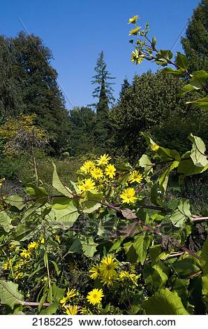 Slovenia, Botanic Garden; Ljubljana View Large Photo Image Stock Photography - Slovenia, Botanic Garden; Ljubljana. Fotosearch