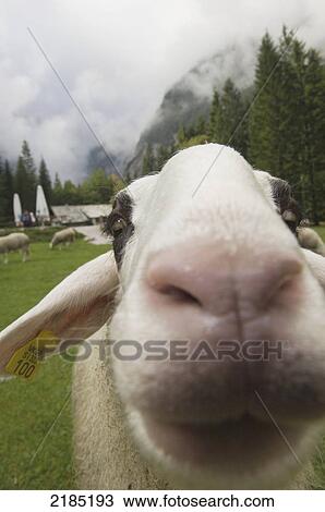 Slovenia, Julian Alps, Alpine sheep; Gorenjska region View Large Photo Image Stock Image - Slovenia, Julian Alps, Alpine sheep; Gorenjska region. Fotosearch