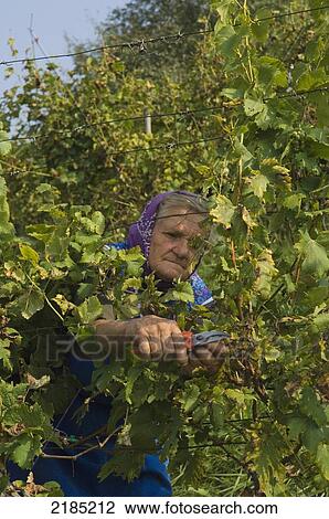 Slovenia, Maribor region, Local workers grape-picking at the Crnko family run vineyard; Podravje View Large Photo Image Stock Image - Slovenia, Maribor region, Local workers grape-picking at the Crnko family run vineyard; Podravje. Fotosearch