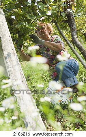 Stock Photography - Slovenia, Maribor region, Local workers grape-picking at the Crnko family run vineyard; Podravje. Fotosearch
