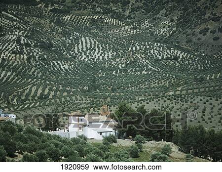 Stock Photo - Small Church In Olive Groves ÃƒÆ’Ã‚Â¡. Fotosearch