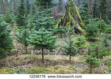 Stock Photograph - Small coniferous trees at a Christmas Tree farm; Langley, British Columbia, Canada. Fotosearch