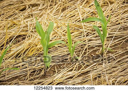 Small corn plants surrounded with mulch; Elizabethtown, Pennsylvania, United States of America View Large Photo Image Stock Image - Small corn plants surrounded with mulch; Elizabethtown, Pennsylvania, United States of America. Fotosearch