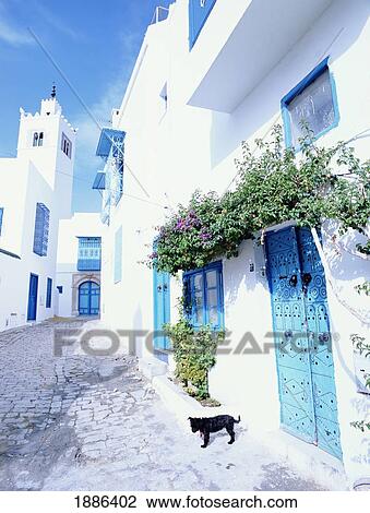 Stock Image - Small Dog In Street In Front Of Whitewashed Building. Fotosearch