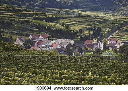 Picture - Small German Village With A Church Surrounded By Vineyards; V. Bickensohl, Germany. Fotosearch