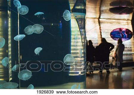 Small Jellyfish At The National Centre Of The Sea, Nausicca, Boulogne, France View Large Photo Image Stock Photo - Small Jellyfish At The National Centre Of The Sea, Nausicca, Boulogne, France. Fotosearch