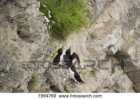 Small Penguins On A Cliff In Forillon National Park; Quebec Canada View Large Photo Image Stock Photo - Small Penguins On A Cliff In Forillon National Park; Quebec Canada. Fotosearch