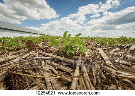 Stock Image - Small plants in field; Elizabethtown, Pennsylvania, United States of America. Fotosearch