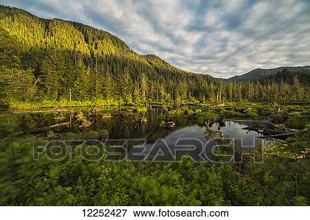Stock Photo - Small pond near Prince Rupert being lit by the setting sun at sunset; British Columbia, Canada. Fotosearch