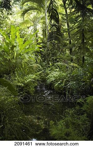 Stock Image - Small Pool And Stream In Diamond Botanical Gardens, Near Soufriere, St Lucia.. Fotosearch