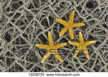 Stock Photography - Small starfish on fishing net . Fotosearch